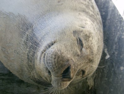 aquarium-seal-sleeping.jpg