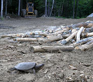 turtle views logging devastation