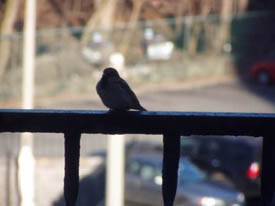 bird silhouette on balcony