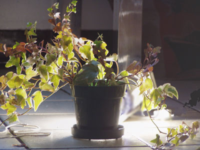 plant lit from behind